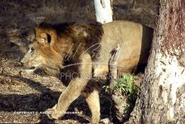 Image du Maroc Professionnelle de  MAX un jeune lion de l'atlas âgé de 7 ans effectue sa première sortie de cage depuis sa naissance au zoo de Témara près de Rabat. Mardi 27 Avril 1999. (Photo / Abdeljalil Bounhar) 